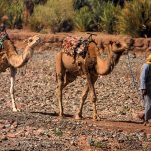 Near Zagora