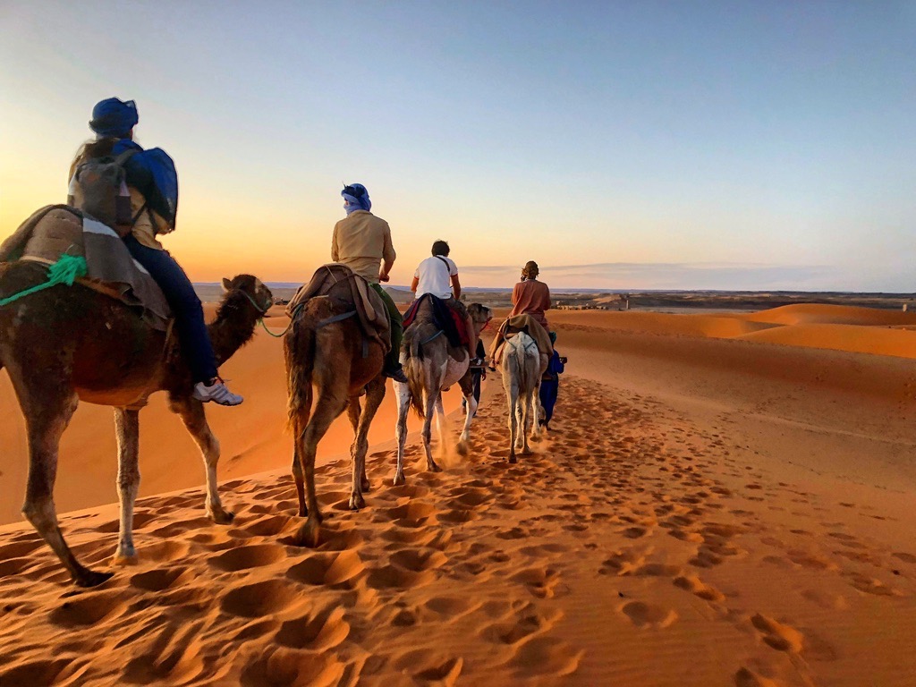 Sahara camel