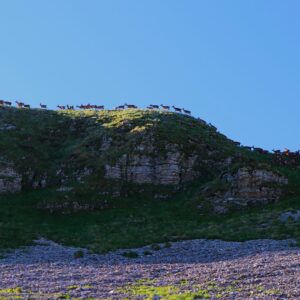 Camoscio D'Abruzzo