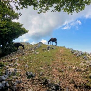 Cavalli Quasi Sulla Cima