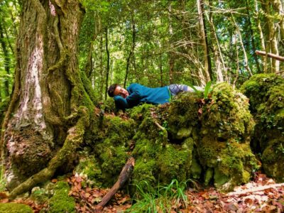 Pisolino Nella Foresta Umbra