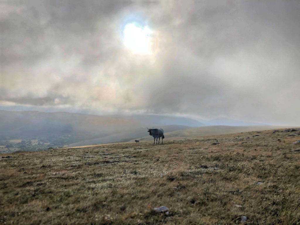 Vacche sul Monte Calvo