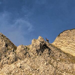 Camoscio Dell'Appennino