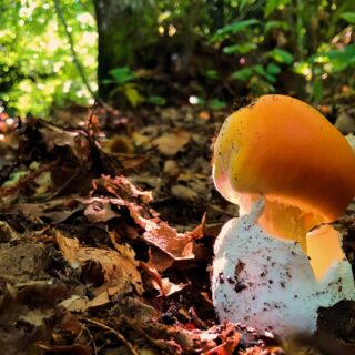 Amanita Caesarea