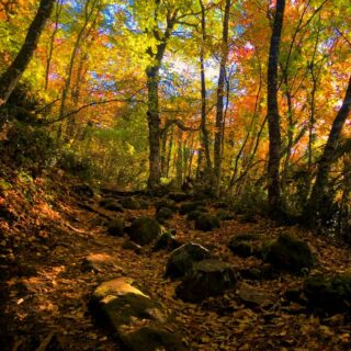 L'Autunno A Monte Cavo