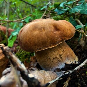 Porcini Ai Castelli Romani