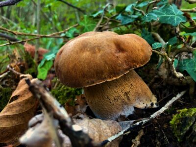 Porcini Ai Castelli Romani