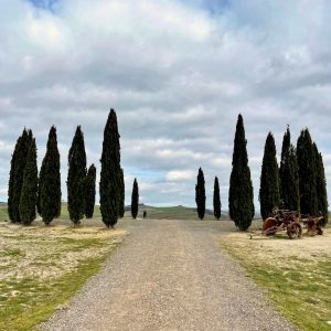 Cipressi San Quirico D'Orcia