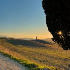 Quel Cipresso Solitario