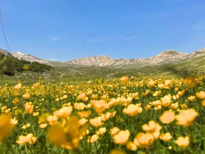 Dalle Vette Alle Piane...