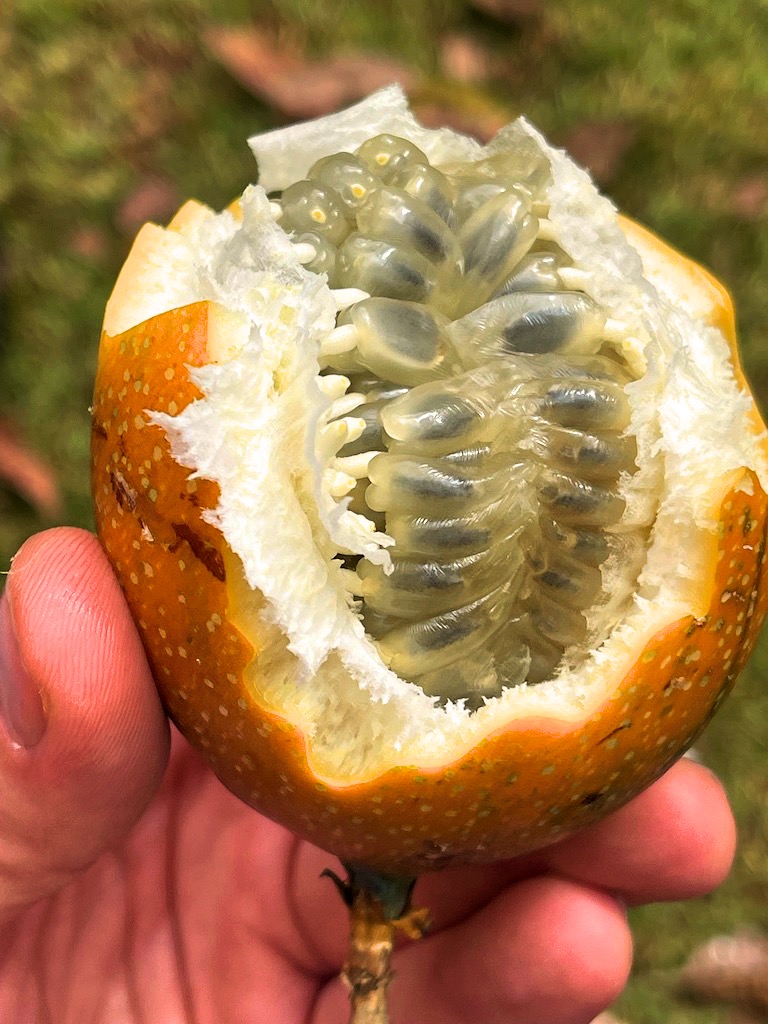 Granadilla