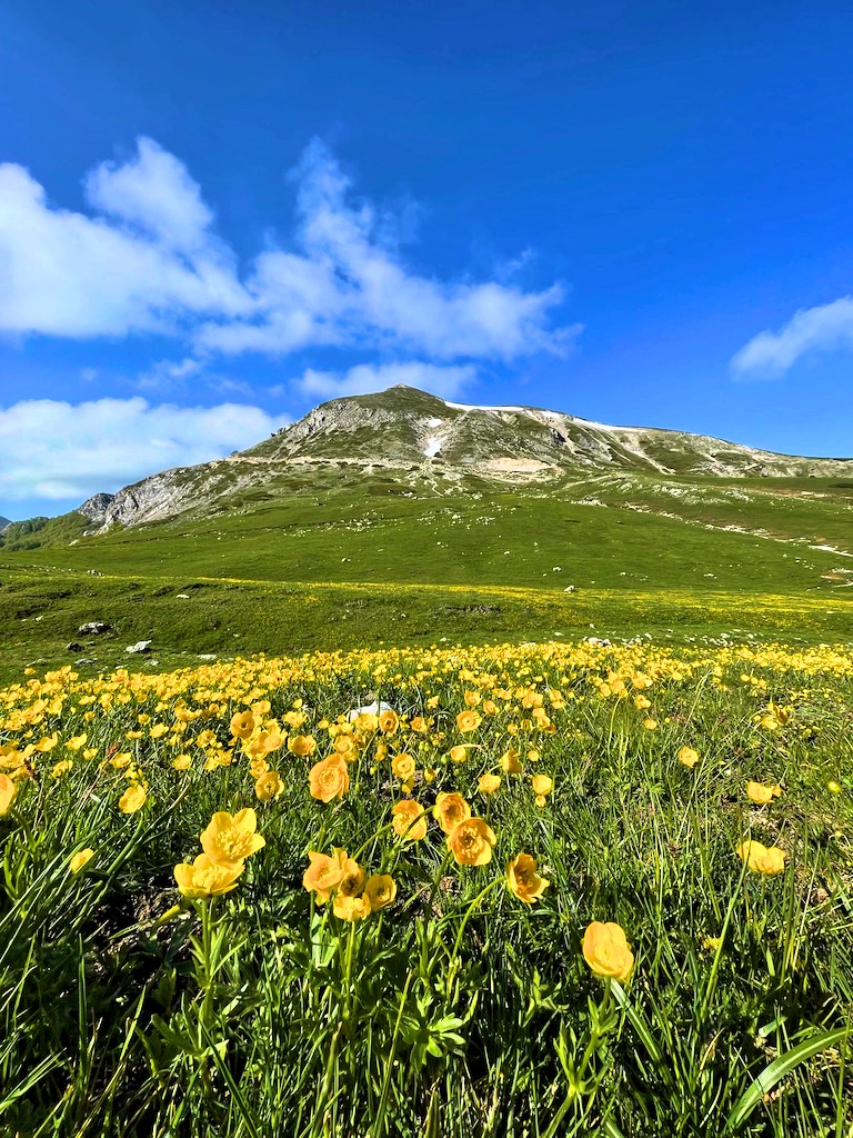 Odori di Primavera