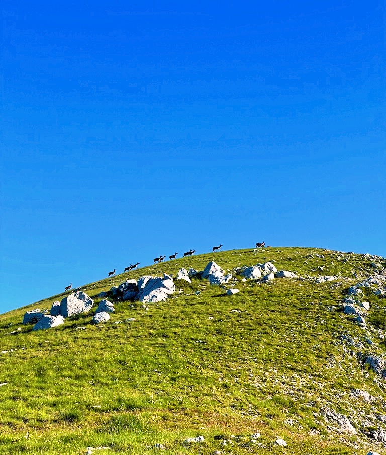 Cervi