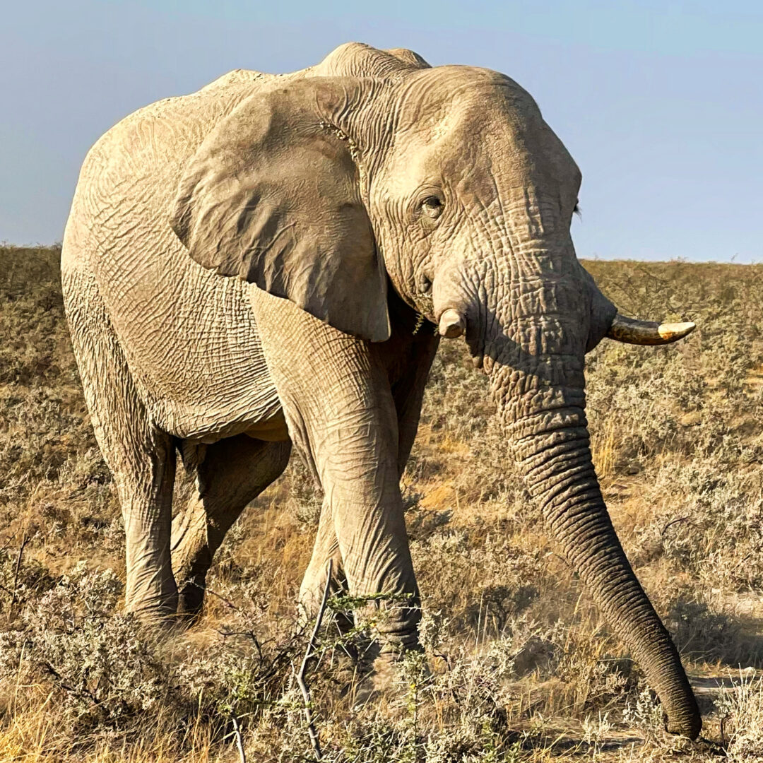 Elefante Etosha National Park