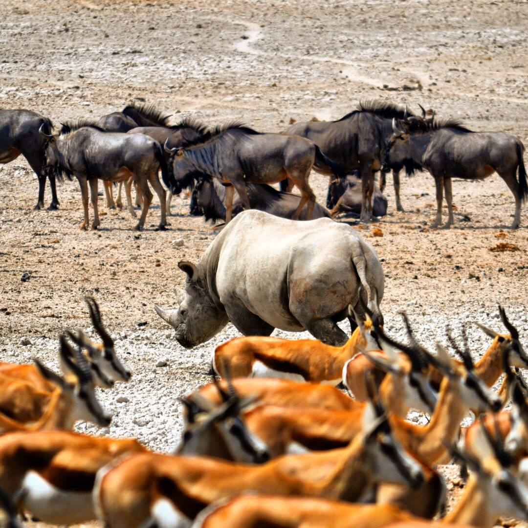 Etosha National Park