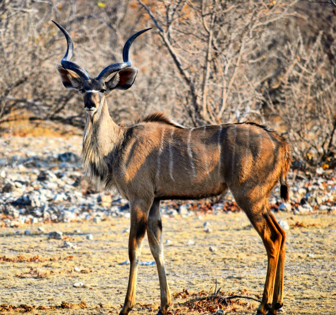 Kudu Etosha National Park