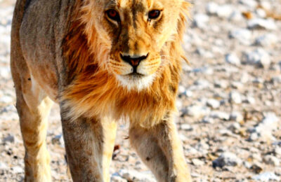 Leone Etosha National Park