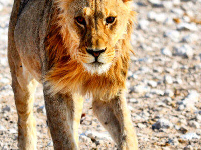 Leone Etosha National Park