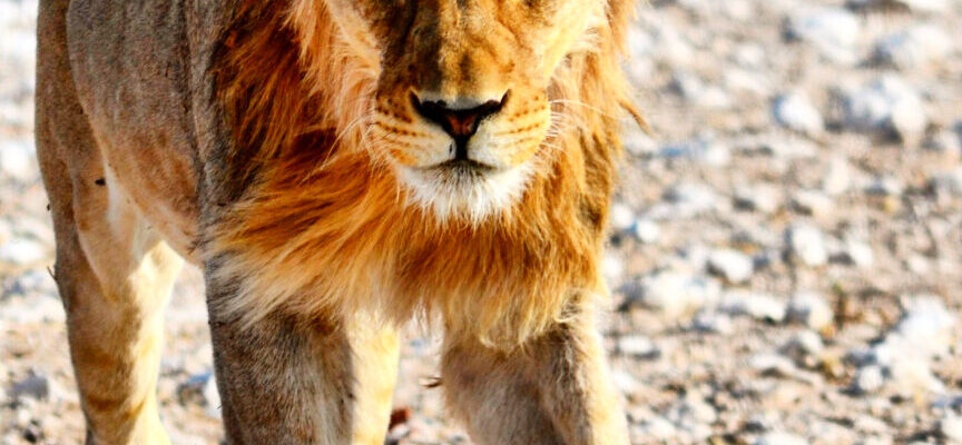 Etosha National Park