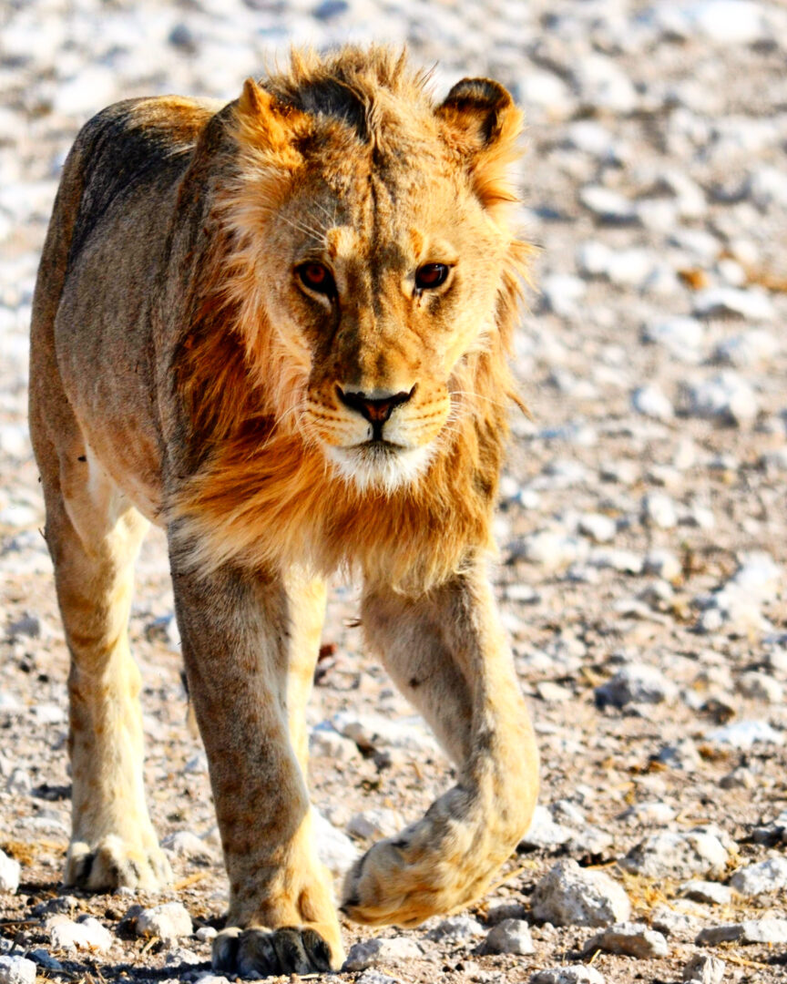 Leone Etosha National Park