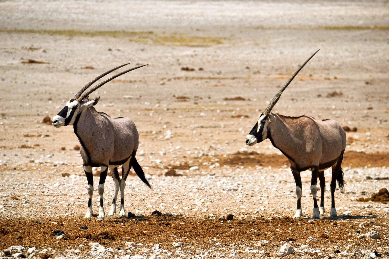 Orici Etosha National Park