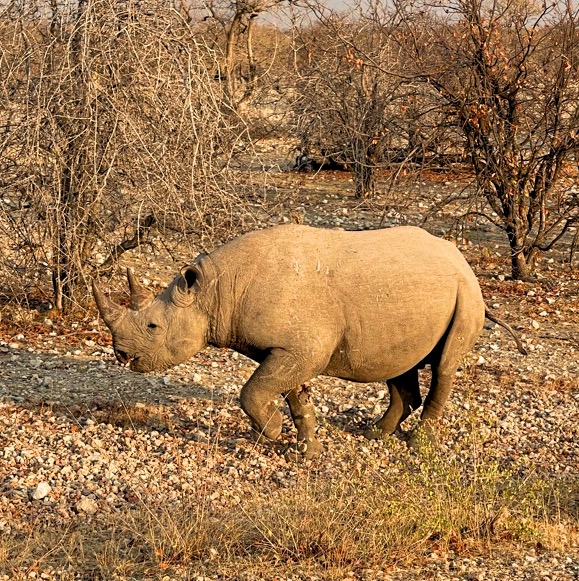 Rinoceronte Nero Etosha National Park