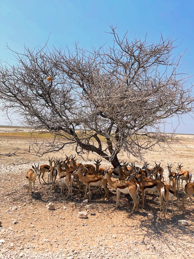 Springbok Etosha National Park