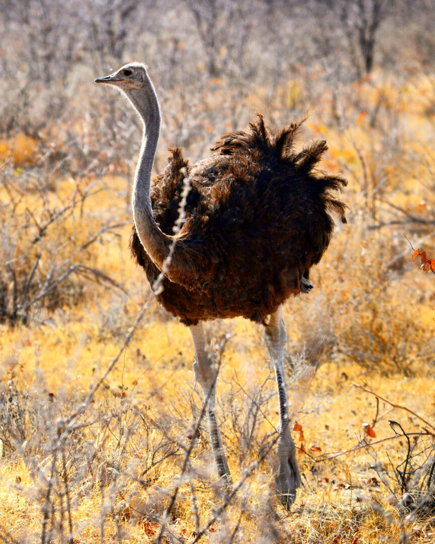 Struzzo Etosha National Park