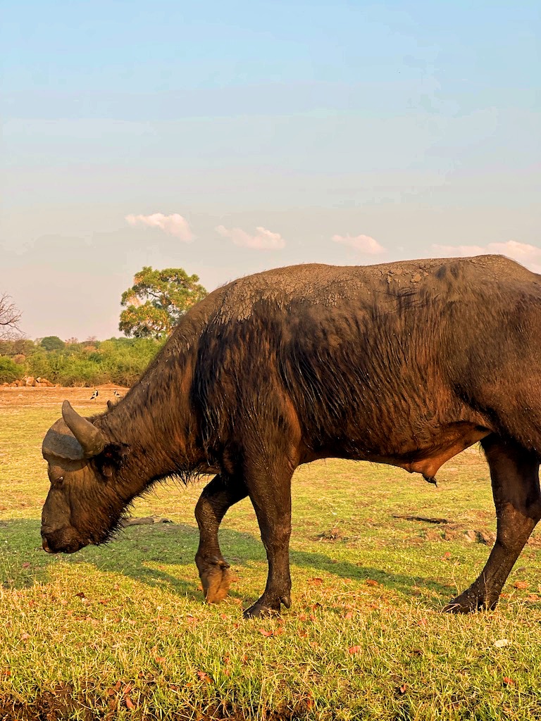 Bufalo africano