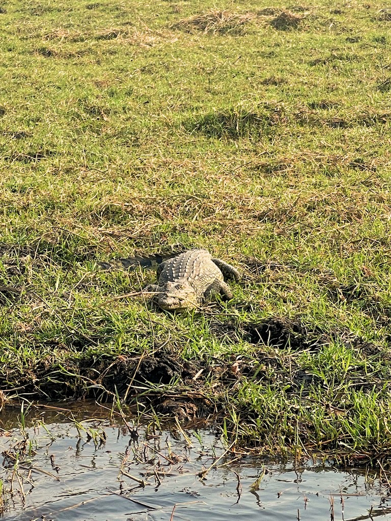 Coccodrillo Chobe National Park