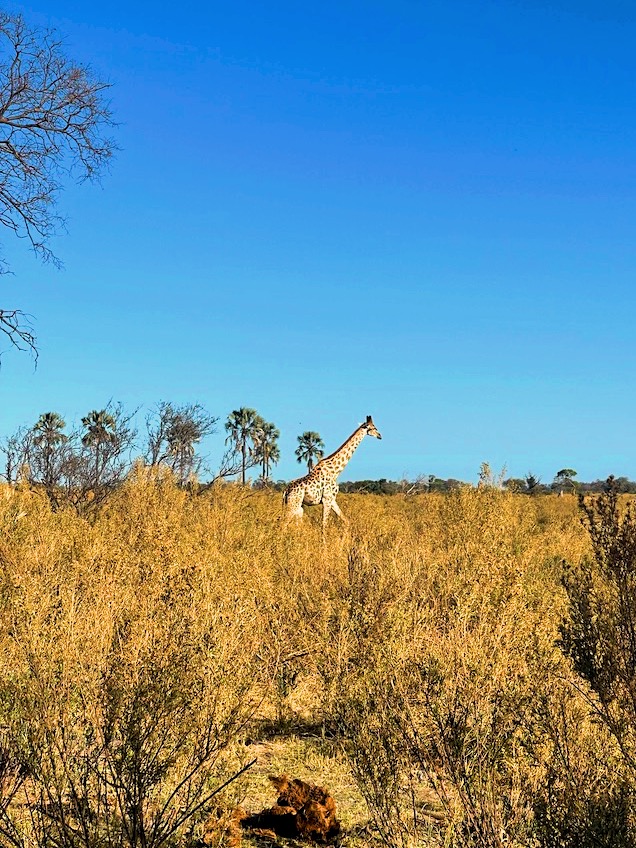 Giraffa nel Delta dell'Okavango