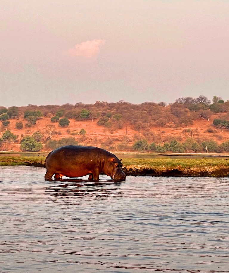 Ippopotamo Chobe National Park