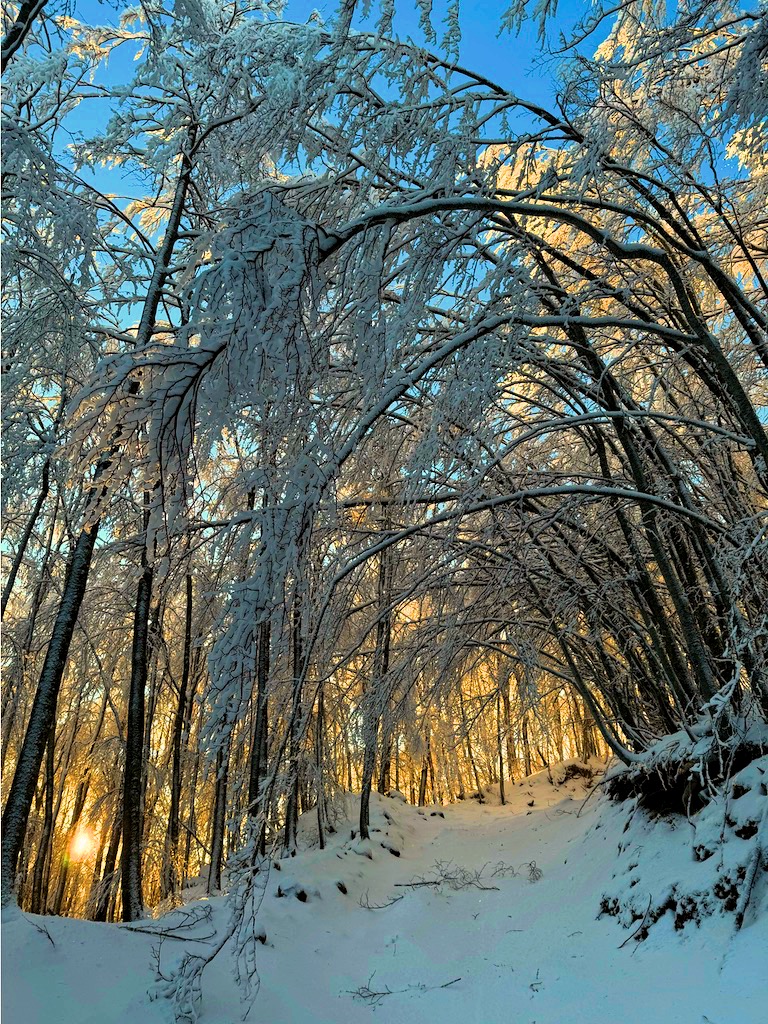 Alba bosco innevato