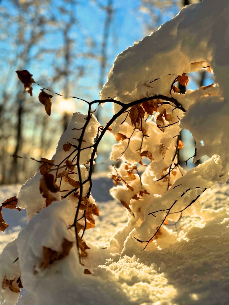 Neve, alberi e foglie