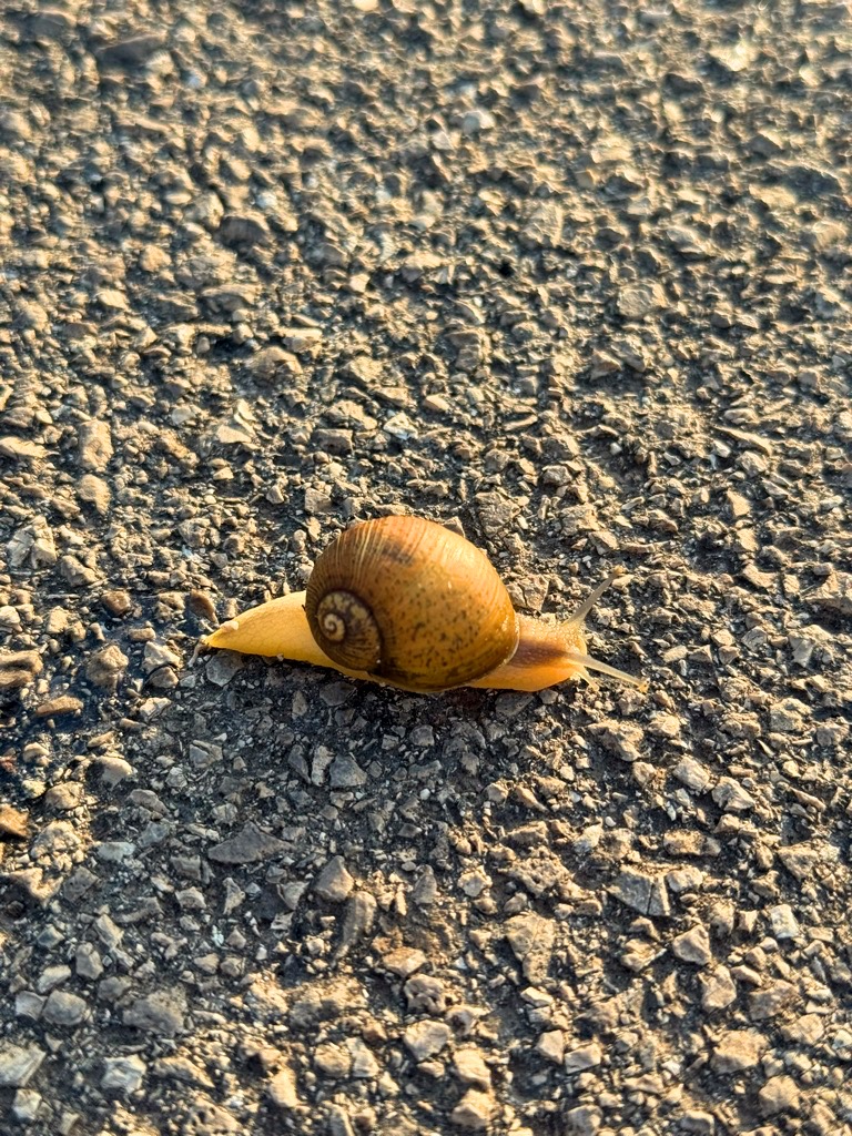 Camminare